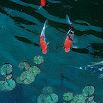 Koi pond photo