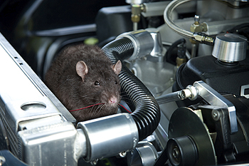 Rat in engine bay